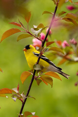 American Goldfinch male in crabapple taken in southern MN