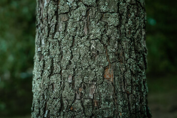 Detailed view of tree bark covered with lichen in a natural outdoor setting. Close-up shot of...