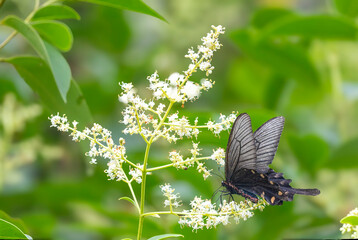 トウネズミモチの花の蜜を吸うジャコウアゲハ