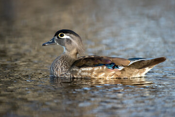 Wood Duck female taken in southern MN