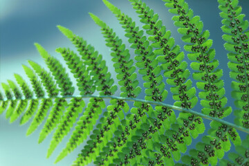Backlit fern leaf with spore patterns and sharp foliage texture. Nature macro showing plant anatomy.