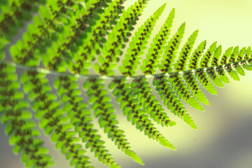 Bright green fern leaf macro with detailed sporangia. Transparent leaf structure illuminated by sunlight.