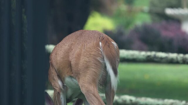 Mother Deer Walking Away Showing Full Udders - Wildlife Behavior Clip in New Jersey