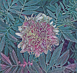 Stunning Marigold Flower Head with Detailed Petals.