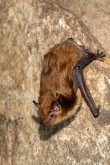 Big Brown Bat taken in southern MN