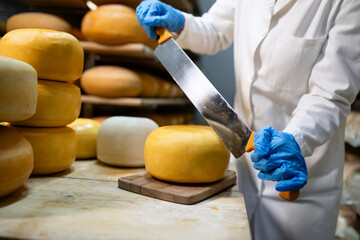 Food technologist in sterile clothing working in cheese production factory cutting cheese wheel and checking ripening status.