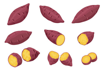 Sweet Potato vector. Sweet Potato on white background.
