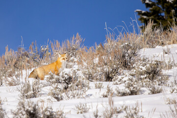 Red Fox taken in Yellowstone NP