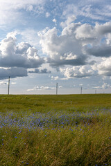 Grain Field with Cornflowers and Electricity Poles, Beautiful Cloudy Sky