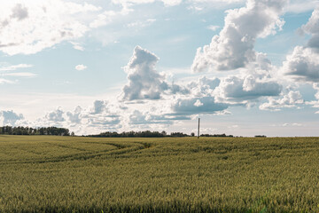 Grain Field with Beautiful Cloudy Sky