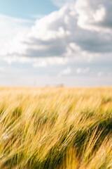 Barley Field Close-up with Hills and Electricity Poles, Beautiful Sky and Clouds