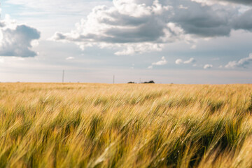 Obraz premium Barley Field Close-up with Hills and Electricity Poles, Beautiful Sky and Clouds
