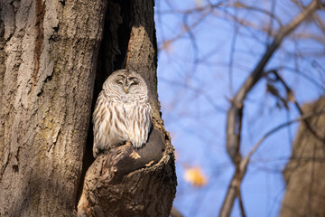 Barred Owl in cavity taken in southern MN