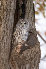 Barred Owl in cavity taken in southern MN