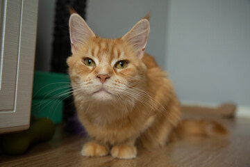 Orange fun face maine coon cat relax lying on the floor in the room and looking front. Natural real...