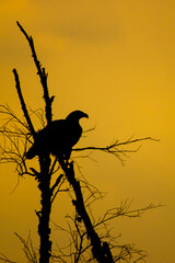 Bald Eagle at sunset taken in southern MN