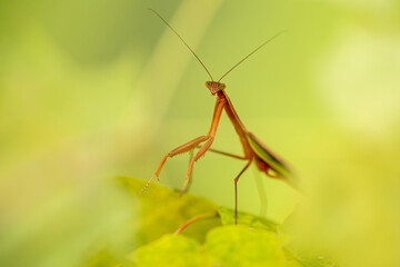 Praying Mantis taken in southern MN