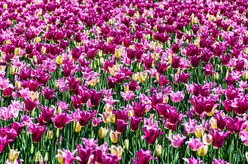 Seamless floral pattern of blooming pink tulips. A bright spring-themed background ideal for design, packaging, or wallpaper use.