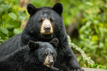 Fototapeta premium Black Bear sow and cub taken in northern MN in the wild