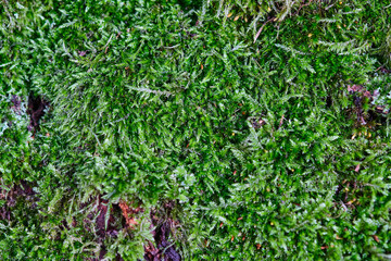 Lush green moss sprawling over tree bark in a forest under natural light during daytime