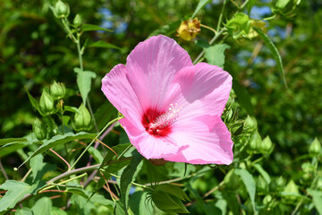 タイタンビカス「カシオペア」　Titanbicus 'Cassiopeia'
