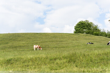 Small cows graze on a sloped pasture under a partly cloudy sky.