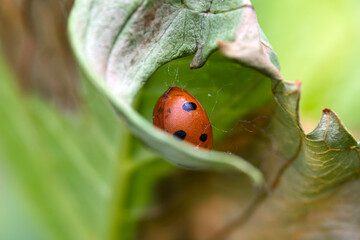 Dead Ladybug Trapped in Spider Silk Within a Curled Leaf