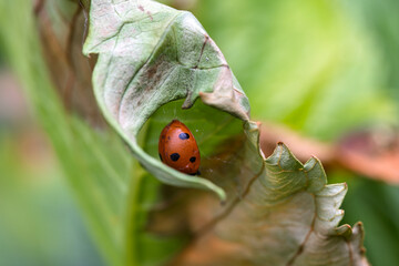 Dead Ladybug Trapped in Spider Silk Within a Curled Leaf