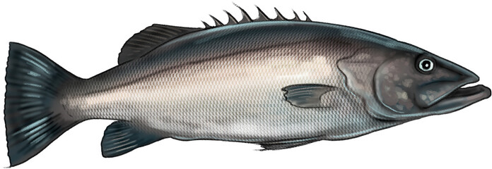 Illustration of Hāpuku, a large deep-water fish native to New Zealand, prized for its firm white flesh and slow growth.