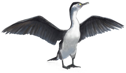 Illustration of a New Zealand Pied Shag, a coastal seabird with black-and-white plumage, often seen perched drying its wings.