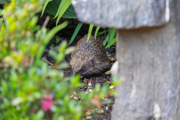 Wild Hedgehog Foraging in a Lush Garden Flowerbed