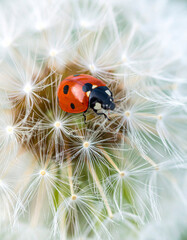 Ladybug rests on a dandelion seed head, a vibrant insect contrasting against the delicate, fluffy white seeds in a spring nature scene.