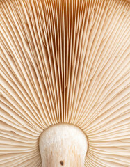 Detailed view reveals the delicate gills of a common mushroom, highlighting nature's intricate patterns and fungal structures.