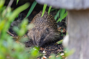 Wild Hedgehog Foraging in a Lush Garden Flowerbed