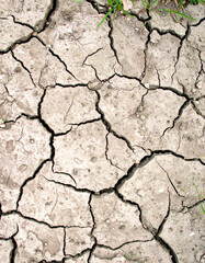 Obraz premium Dry cracked earth showcases drought conditions with sparse patches of green plants emerging through arid soil landscape.