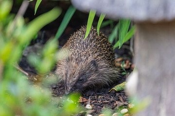 Wild Hedgehog Foraging in a Lush Garden Flowerbed Looking for Food