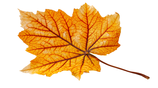 PNG of a single vibrant orange maple leaf with detailed vein structure on transparent background