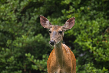 Portrait of a Female White-Tailed Deer in Natural Setting – Closeup Wildlife