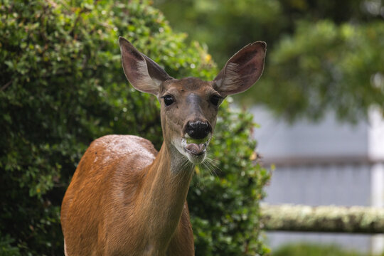 Portrait of a Female White-Tailed Deer - Closeup Wildlife