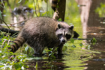 Northern Raccoon in water taken in southern MN