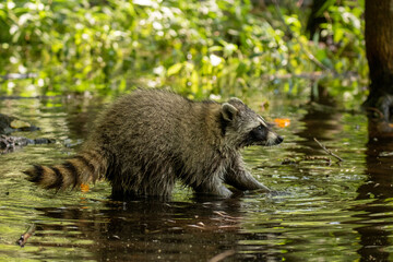 Northern Raccoon in water taken in southern MN