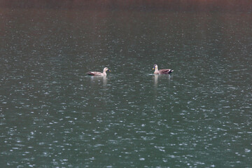 빗속의 두 마리 새