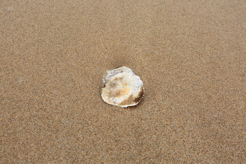 해변의 고운 갈색 모래와 조개껍데기