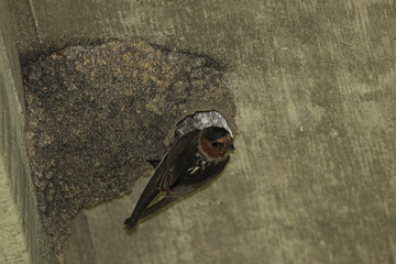 Cliff Swallow at nest taken in central MN