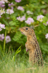 Thirteen-lined Ground Squirrel in flowers taken in southern MN in the wild