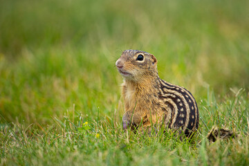 Thirteen-lined Ground Squirrel in flowers taken in southern MN in the wild