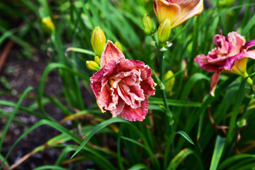 A vibrant background of blooming lily flowers in soft focus, showcasing their elegant petals and vivid colors. 
