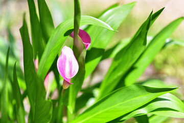 A vibrant background of blooming lily flowers in soft focus, showcasing their elegant petals and vivid colors. 