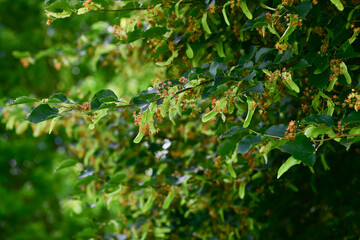 Detailed close-up of linden tree (Tilia) branches featuring heart-shaped green leaves in natural daylight. This botanical scene highlights the texture, structure, and freshness of early summer foliage