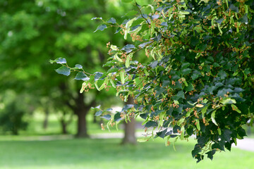 Detailed close-up of linden tree (Tilia) branches featuring heart-shaped green leaves in natural daylight. This botanical scene highlights the texture, structure, and freshness of early summer foliage